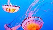 Медузы подплыли к Коста дель Соль