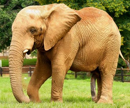 Слон с российскими туристками убежал в джунгли