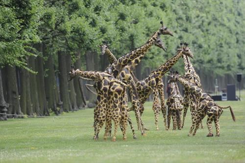 В «Елагин парк» выпустят механических жирафов