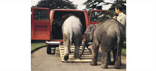 Для туристов в Таиланде не хватает слонов