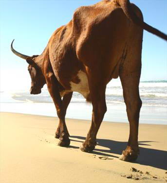 Корова не поделила пляж с туристкой из России