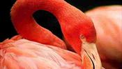 Где зимует "Фламинго" -  необходимая информация
