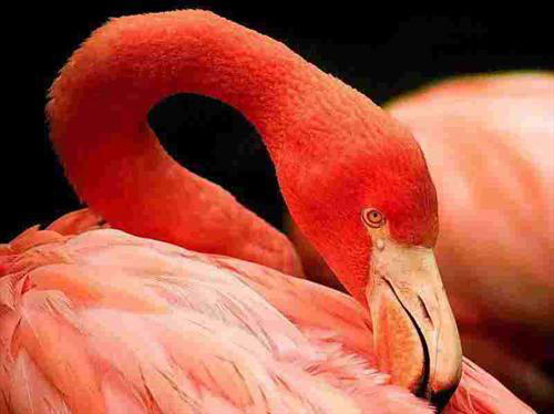 Где зимует "Фламинго" -  необходимая информация