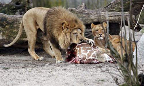 Во имя добра - жирафа убили и скормили львам