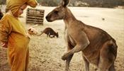 Мальчика спас кенгуру