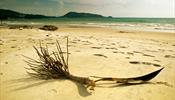 Пляжи Пхукета останутся без шезлонгов