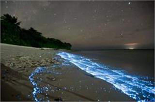 Океан звезд или загадка искрящихся вод?...