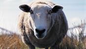 «ВИМ-Авиа» может быть не единственной паршивой овцой