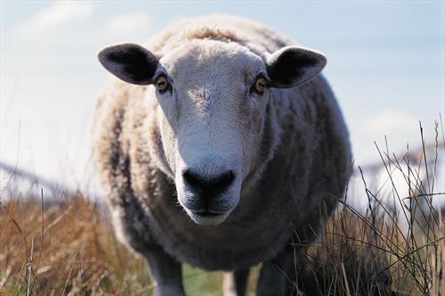 «ВИМ-Авиа» может быть не единственной паршивой овцой