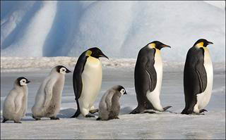 Марш пингвинов пройдет