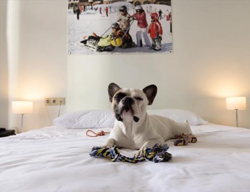В Сочи появились первые сертифицированные pet-friendly отели