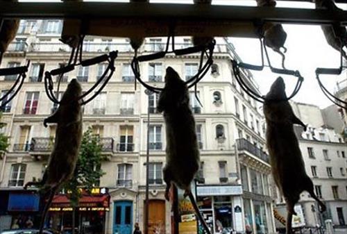 Мэрия Парижа собирается (частично) победить крыс