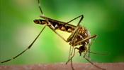На Мадейре опасные комары