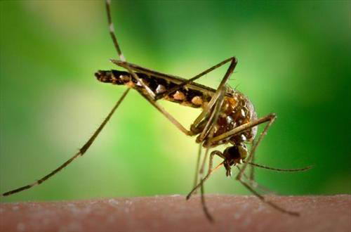 На Мадейре опасные комары