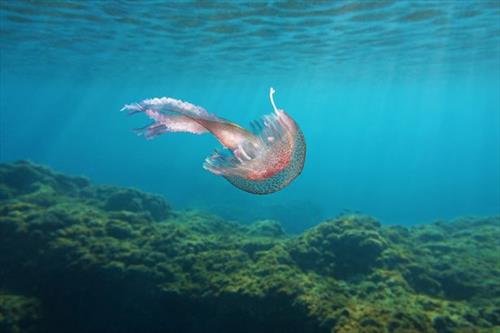 На Лансароте нашествие медуз