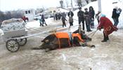 В Иваново лошадь не выдержала чудес