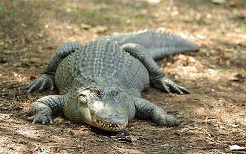 На Коста-дель-Соль крокодил разгуливает на свободе