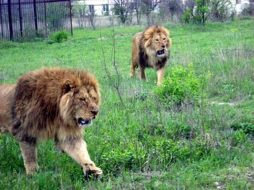 Крымские львы вышли на простор