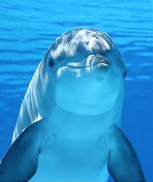 В С-Петербурге заговорят на языке дельфинов
