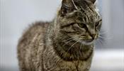 Кошка-налетчица может стать туристическим символом Приморья