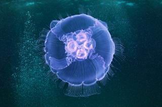 Дубай: нашествие медуз